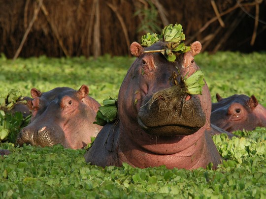Hippopotames dans le parc Manyara en Tanzanie