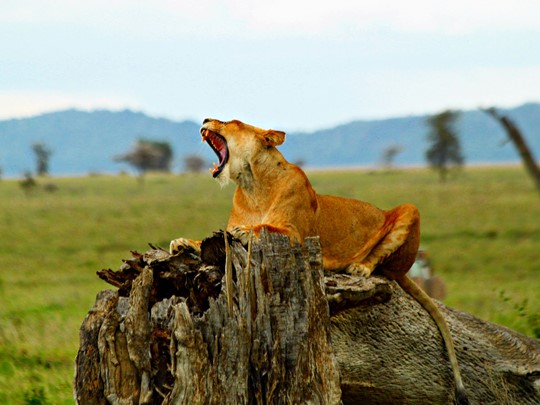 Lion dans le parc Serengeti en Tanzanie