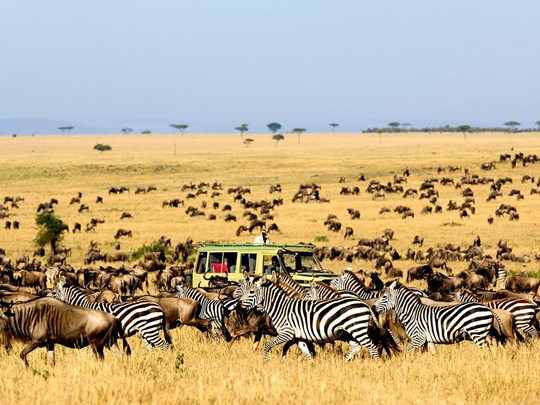 Safari dans le parc Serengeti situé en Tanzanie
