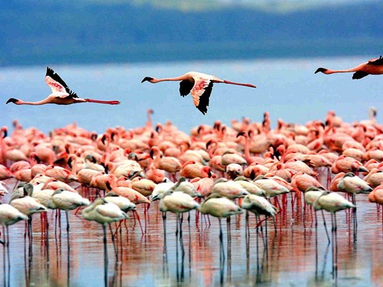 Vue des flamands rose du lac Manyara en Tanzanie
