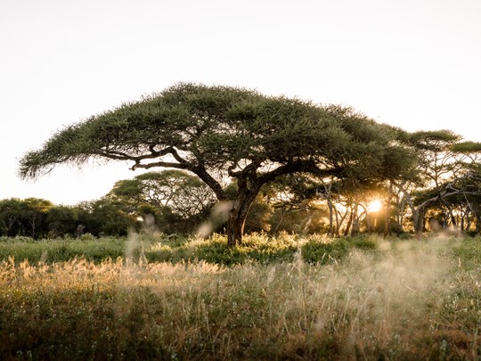 L'acacia, emblématique arbre d'Afrique de l'Est