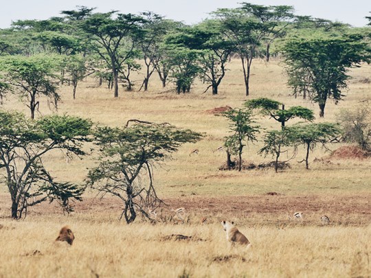 Les plaines du Serengeti