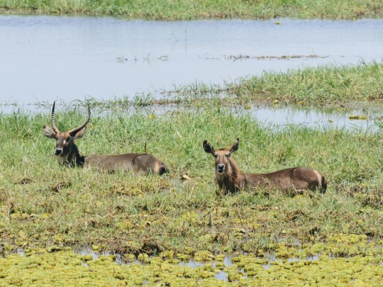 Des antilopes Cobe dans le marais de Tarangire