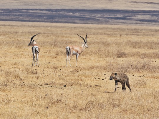 Hyène et antilopes cohabitant dans le cratère Ngorongoron