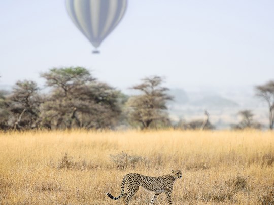 Safari en ballon 