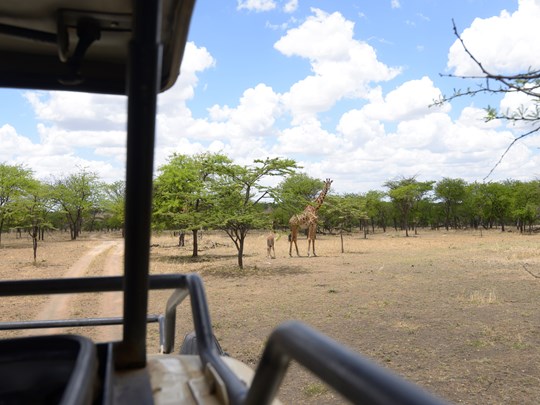 Rencontre avec une famille de girafe