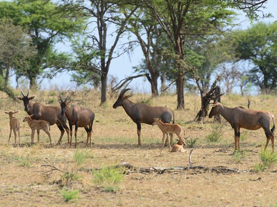Famille d'antilopes Bubale