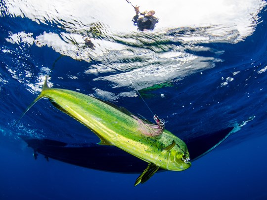 Pêche au gros aux Seychelles