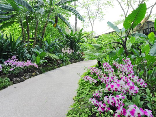 Orchid Garden abrite quelque 60 000 espèces d’orchidées