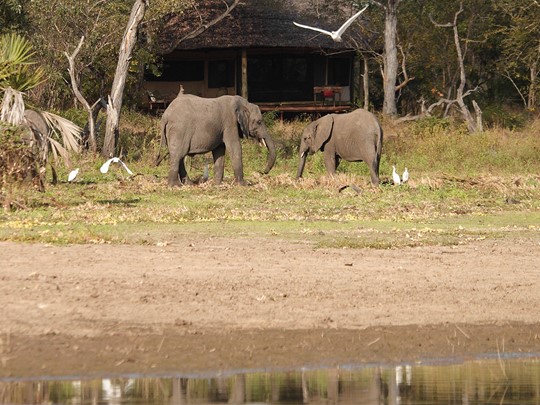 La faune sauvage au pas de votre tente au Siwandu en Tanzanie