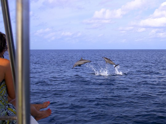 Croisière à la rencontre des dauphins