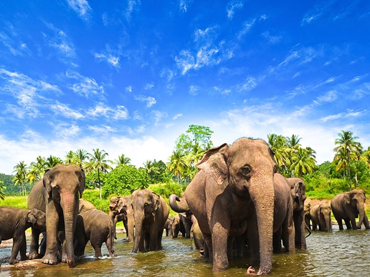 Les éléphants de Minneriya au Sri Lanka