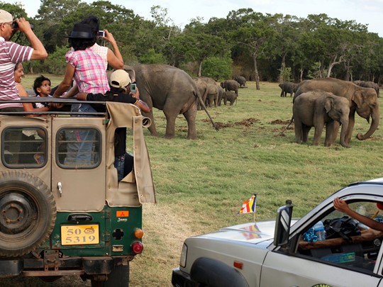 Safari dans le Parc National de Minneriya
