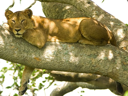 Lions au parc national du Lac Manyara