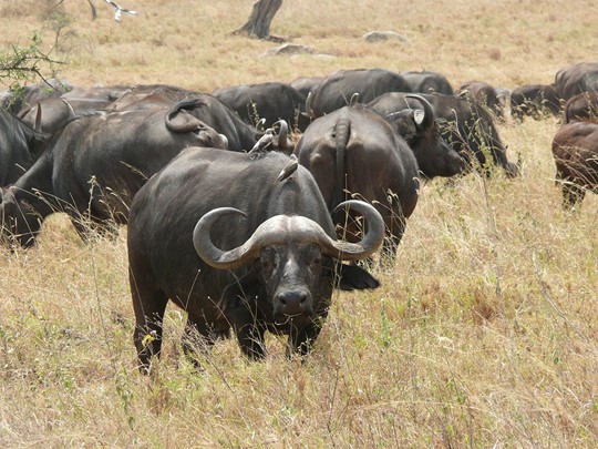 Les buffles du Parc National du Serengeti