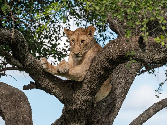 Les fameux lions dans les arbres !