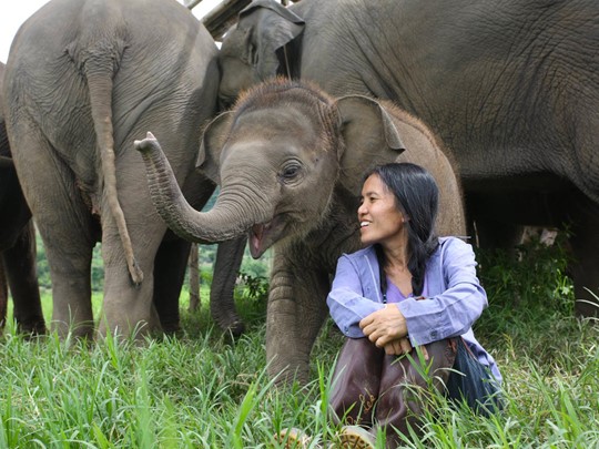 Visite d'un refuge d'éléphants à Chiang Mai 