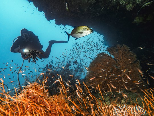 Explorez les exceptionnels fonds marins  
