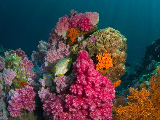 De superbes spots de snorkeling