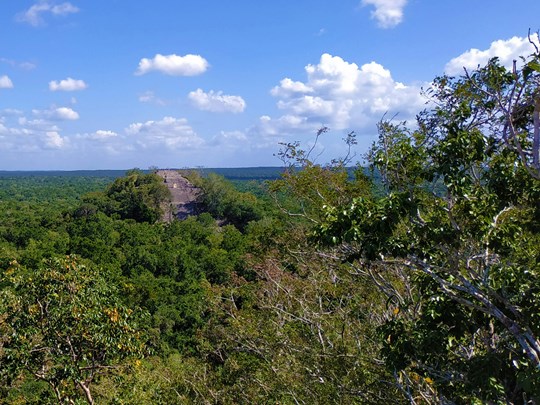 L'environnement luxuriant de Calakmul