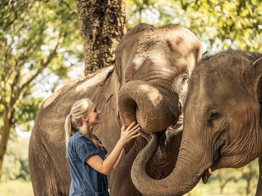 Au coeur d'un sanctuaire d'éléphants