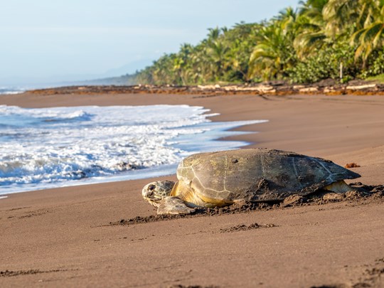 Rivière Tortuguero, Parc national de Tortuguero, Costa Rica
