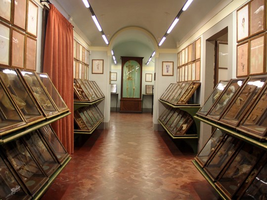 La Specola, un des plus vieux musées d’histoire naturelle du monde