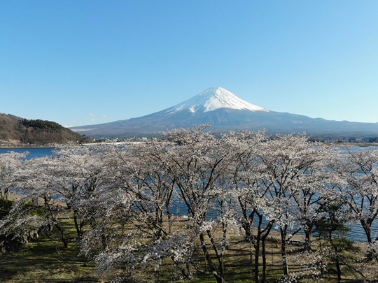 Avec les cerisiers au bord du lac 