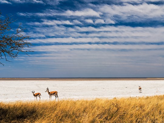 Etosha, l'une des plus grandes réserves animalières d'Afrique