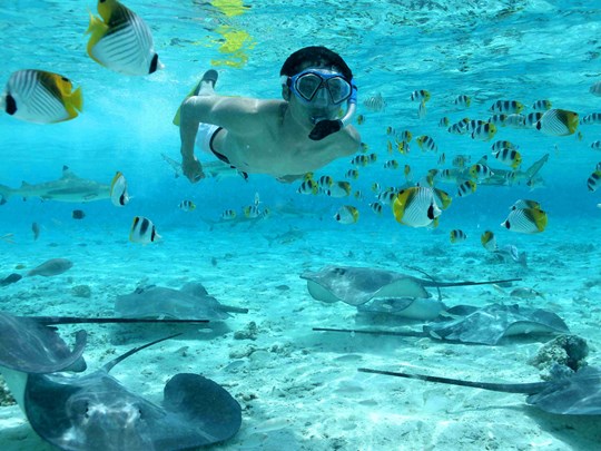 Observez les raies mantas dans une séance de snorkeling