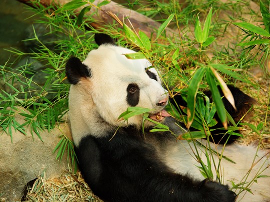 Rencontrez Jia Jia et Kai Kai dans la Giant Panda Forest