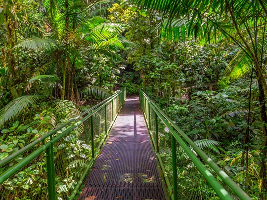Forêt tropicale et ponts suspendus mystiques
