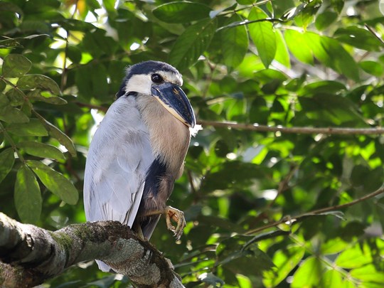 Rencontre rare dans la jungle tropicale