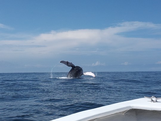 Une baleine perce les eaux tranquilles de Tambor