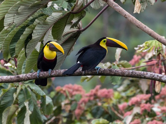 Les toucans se laissent apercevoir ici et là 