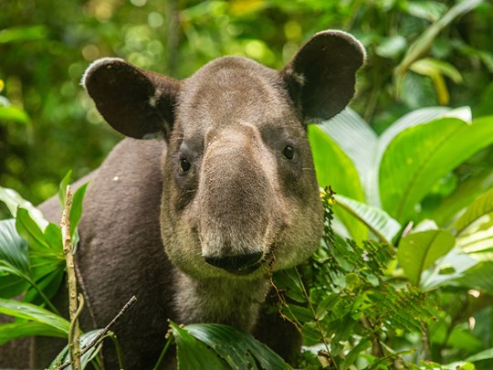 Observez les tapirs dans leur habitat naturel