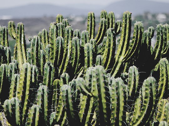 Les couleurs du Mexique