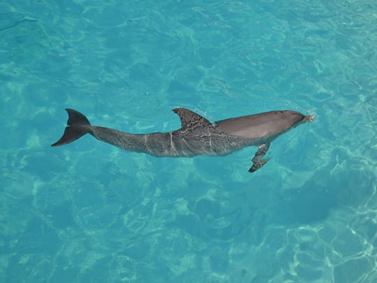 Les dauphins dans les eaux turquoise