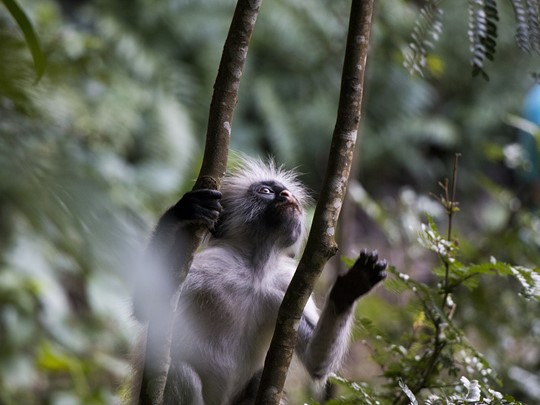 Découvrez la forêt de Jozani, et admirez les petits singes qu'y peuplent les lieux 