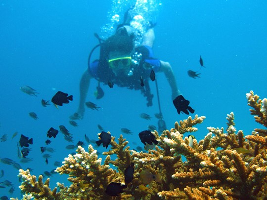 Découvrez les fonds marins de Koh Phi Phi