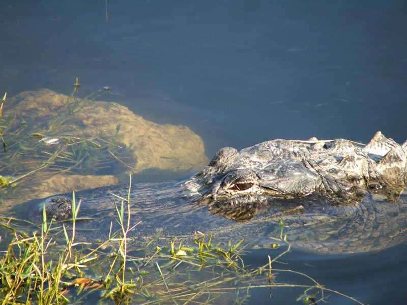 Les alligators des Everglades