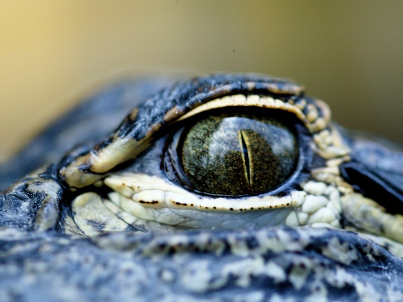 L'oeil de l'aligator