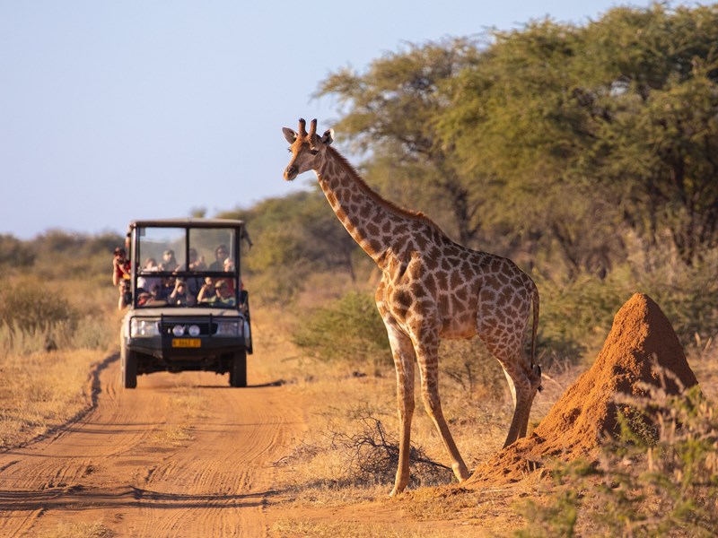 Safari responsable entre nature, culture et partage