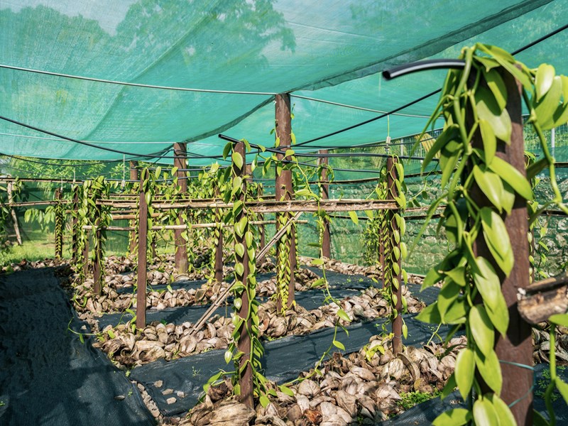 Une visite immersive d'une plantation de vanille