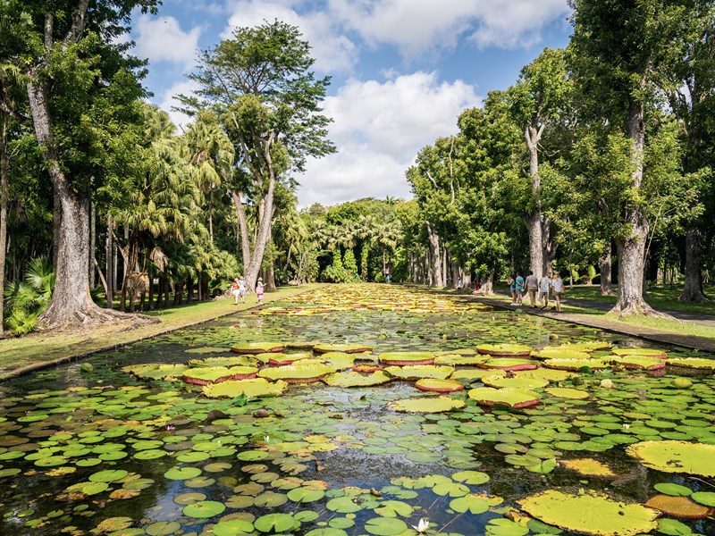 Découvrez le jardin botanique de Pamplemousses