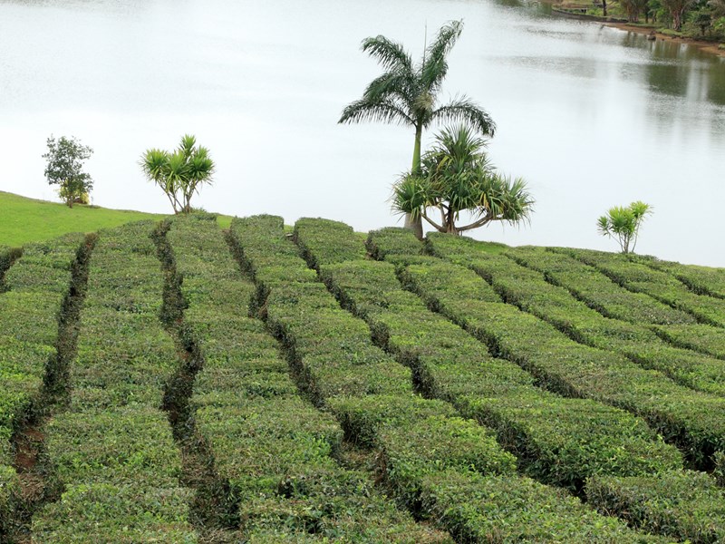 Plantation de théiers, domaine de Bois Chéri