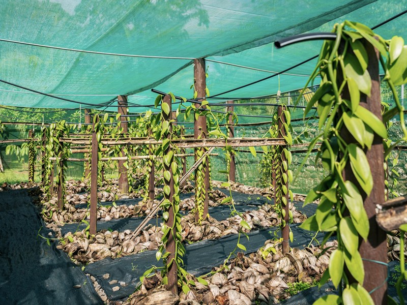 Une visite immersive d'une plantation de vanille