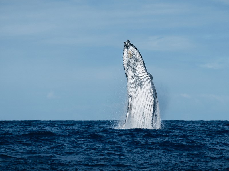 Cétacés et baleines