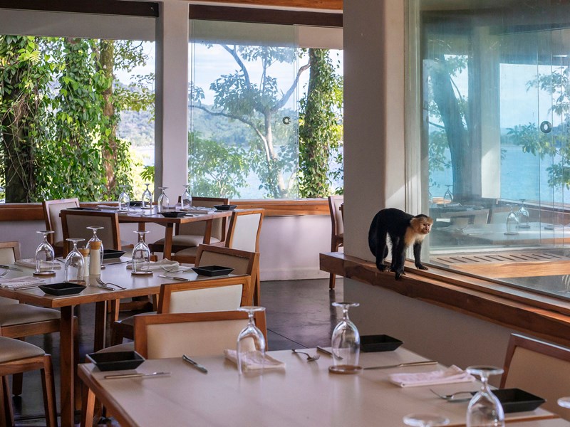 Un invité surprise au restaurant