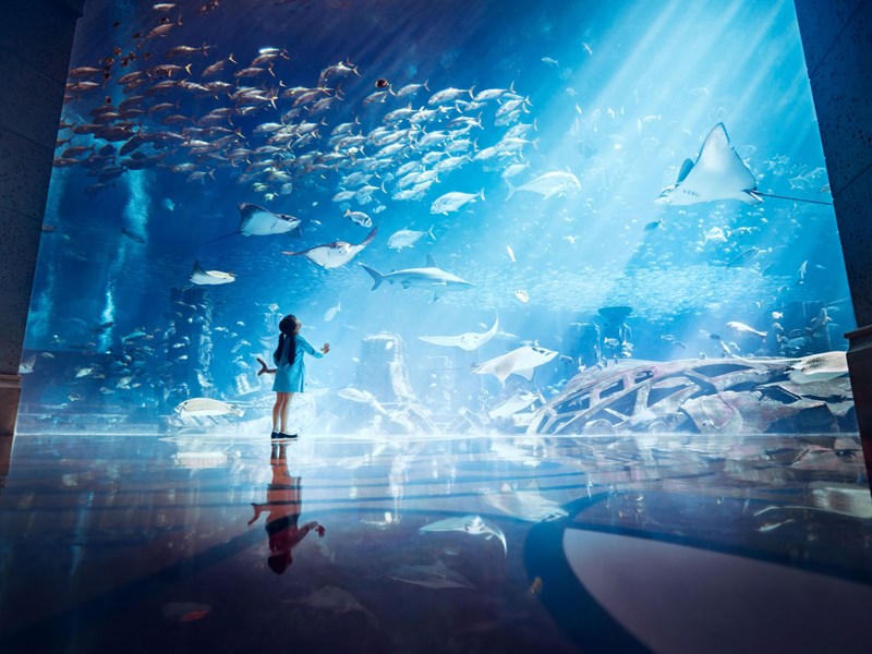 L'aquarium émerveillera petits et grands